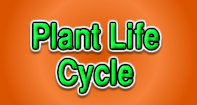 Life Cycle of a Plant Game - Turtle Diary