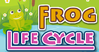 Frog Life Cycle