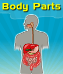 Body Parts