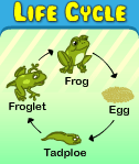 life-cycle