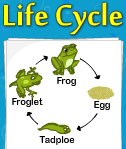 Life Cycle