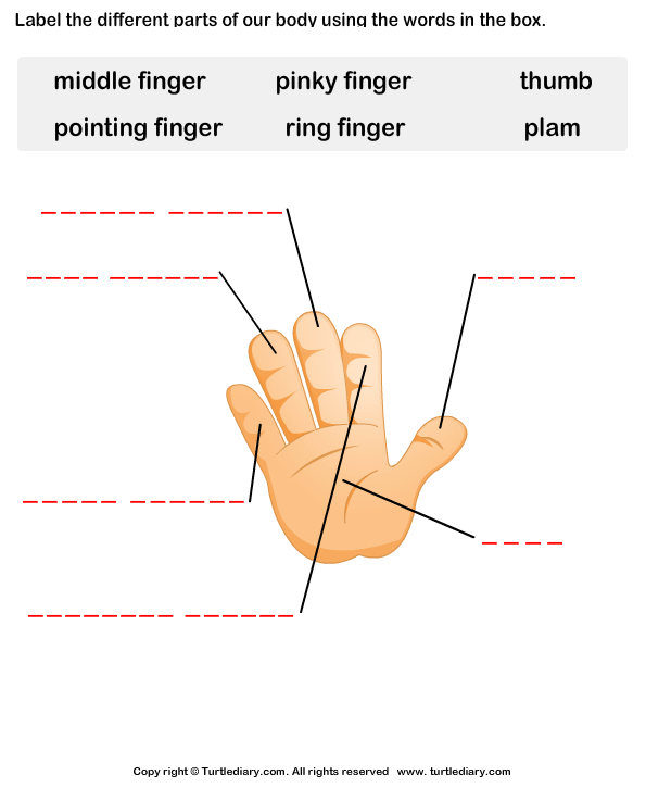 Body Parts Worksheet13
