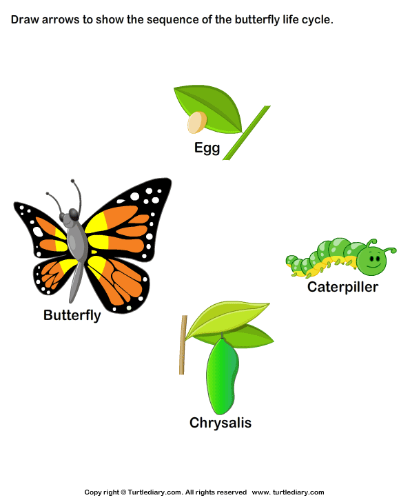 Butterfly Life Cycle Worksheet5