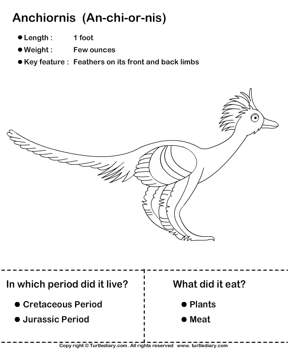 Dinosaur Worksheet4