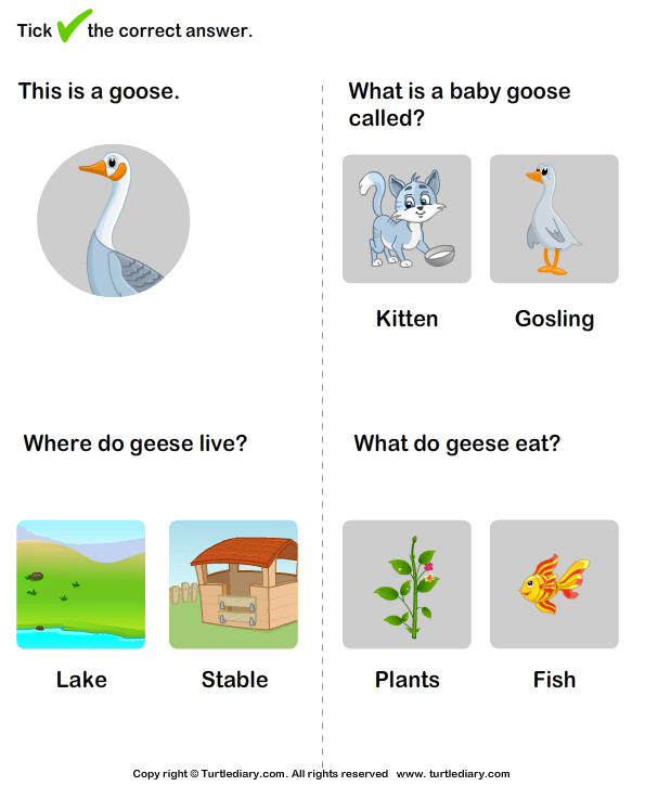 Farm Animal Worksheet 6