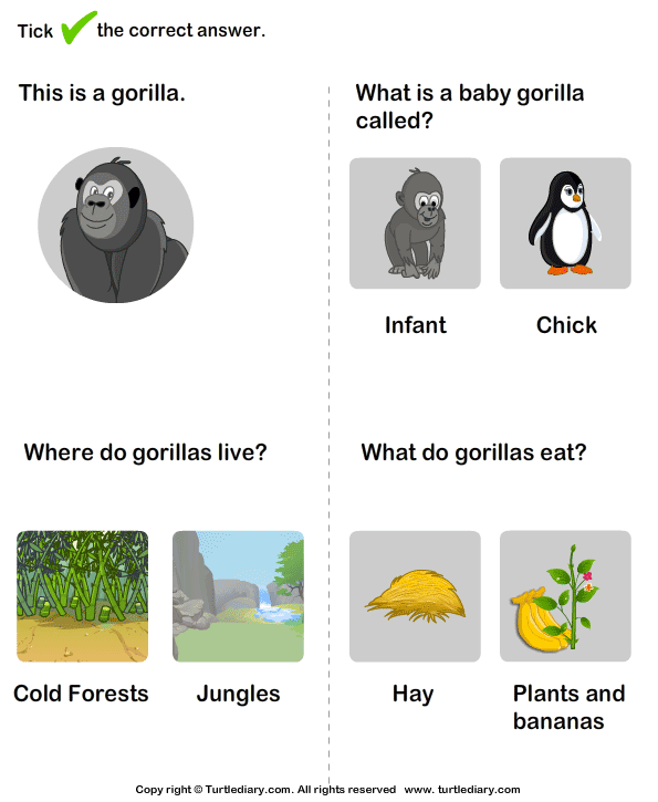 Wild Animals Worksheet13