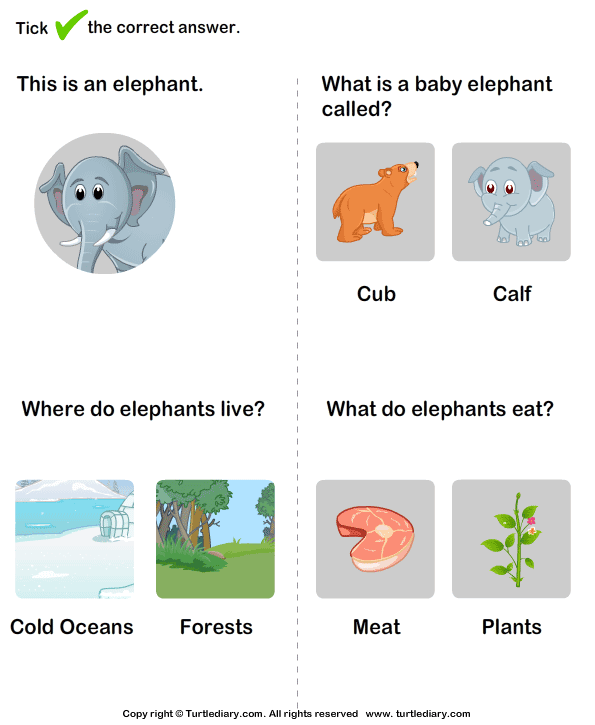 Wild Animals Worksheet15