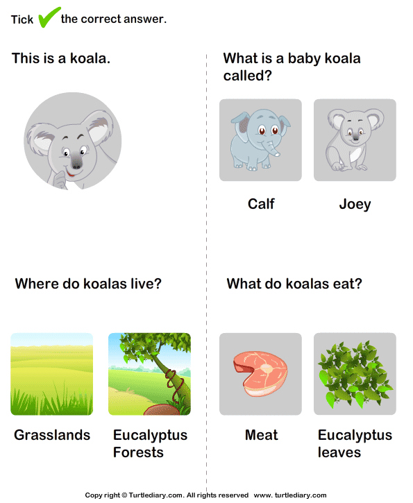 Wild Animals Worksheet22