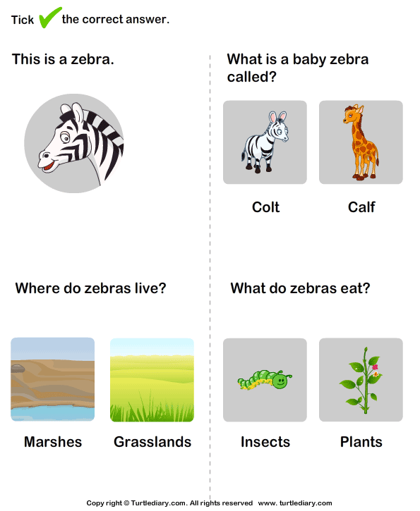 Wild Animals Worksheet26