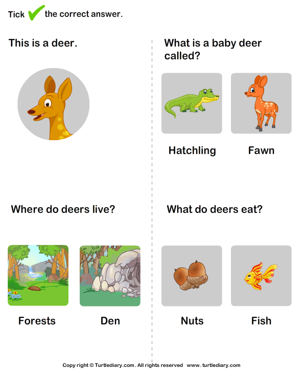 Wild Animals Worksheet27