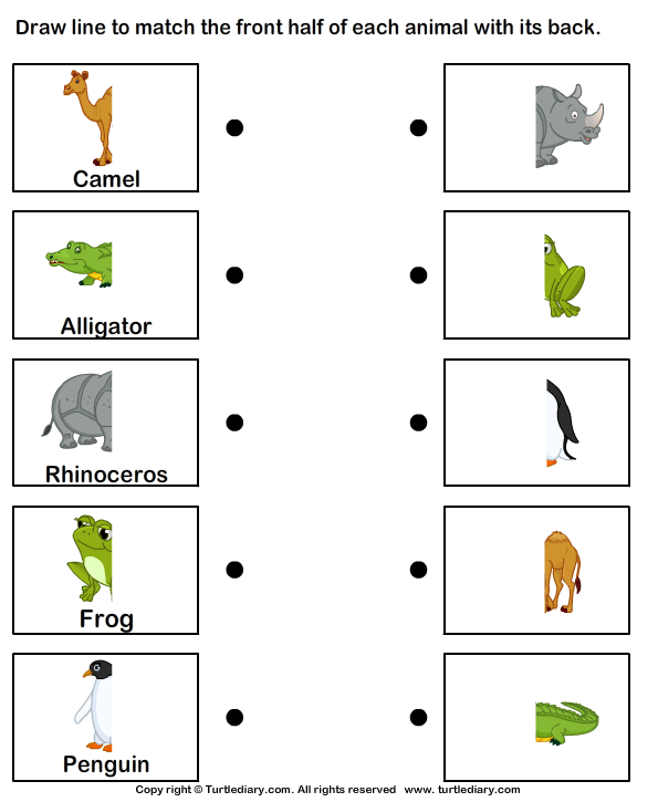 Wild Animals Worksheet11