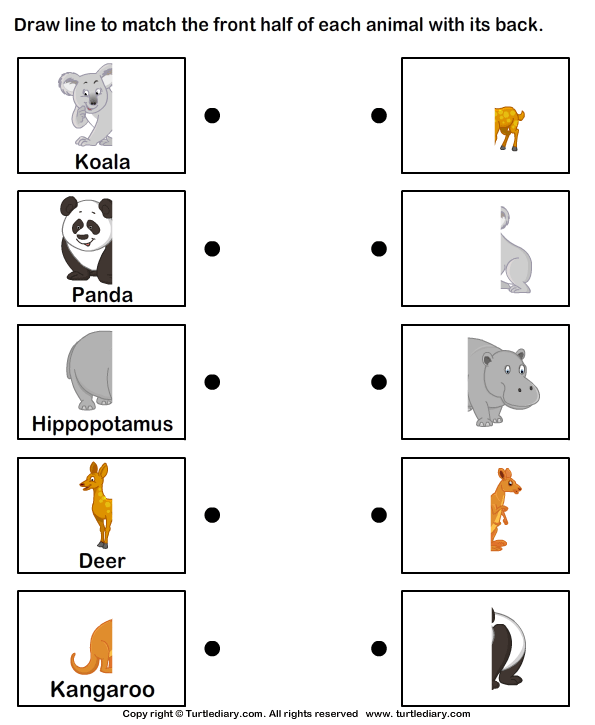 Wild Animals Worksheet13