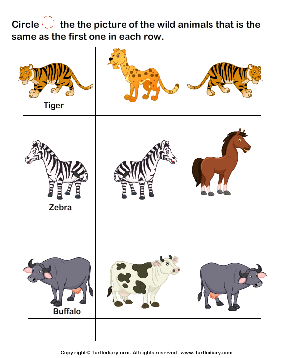 Wild Animals Worksheet4