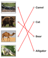 Animal Quiz