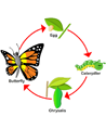 Butterfly Life Cycle