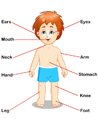 Body Parts