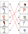 Match Animals