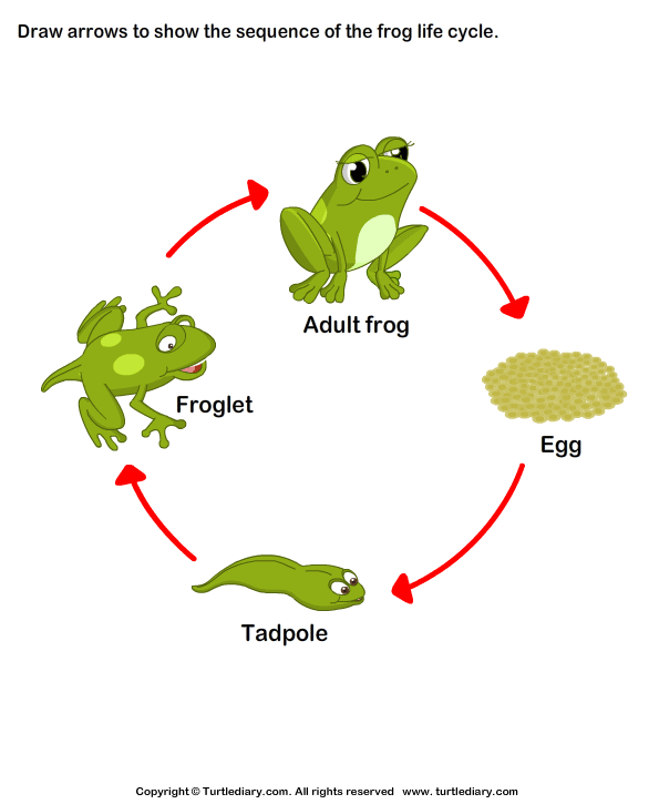 Stages of Frog Life Cycle Worksheet Turtle Diary