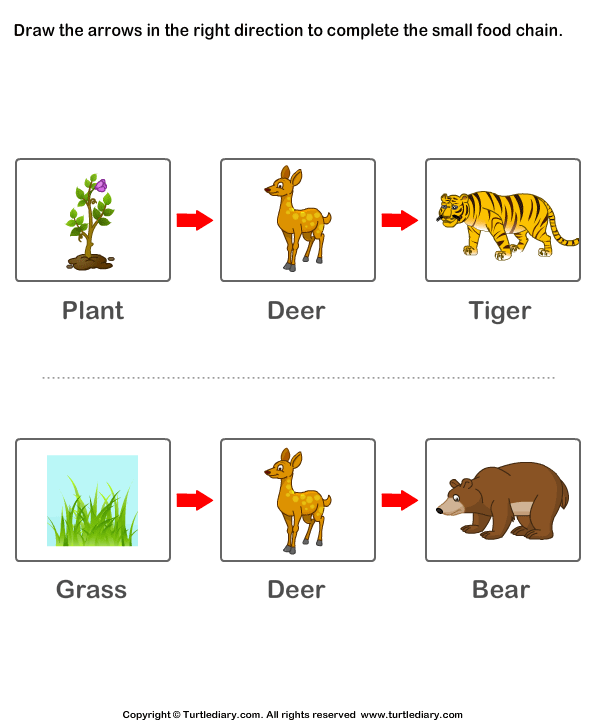 Worksheet on Food Chain Worksheet - Turtle Diary