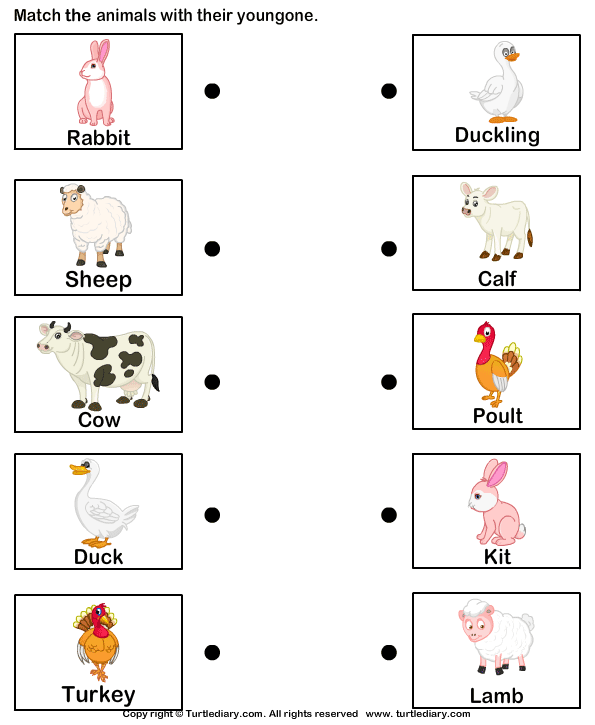 farm-animals-and-their-babies-worksheet-turtle-diary