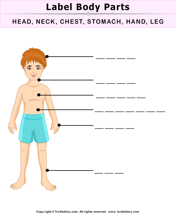 Label Body Parts Worksheet Turtle Diary