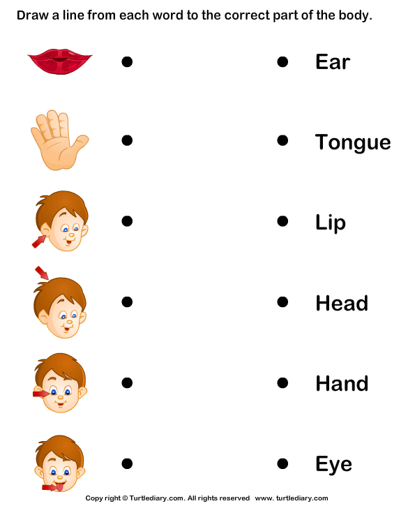 Body Parts Worksheet For Grade 1 Pdf Human Body Parts Worksheet 