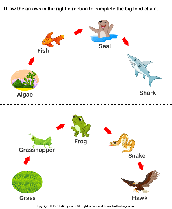 food-chain-worksheet-pdf-db-excel