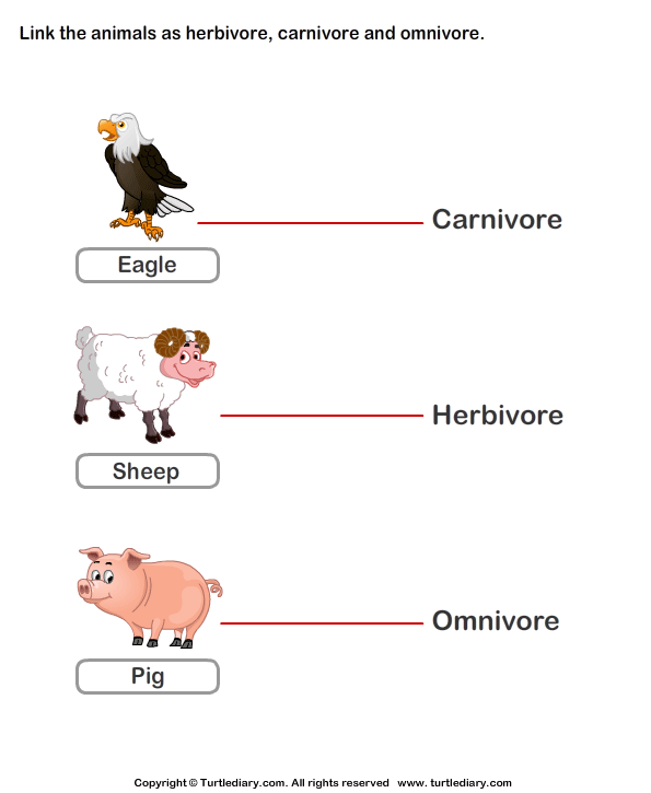 Identify Animals As Herbivore Carnivore Or Omnivore Worksheet 9