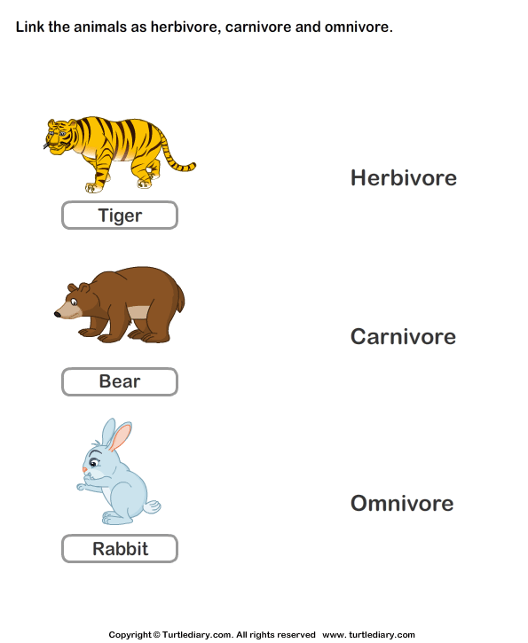 Identify animals as herbivore, carnivore, or omnivore
