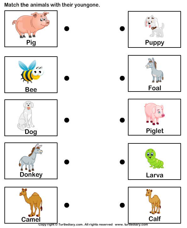 match-farm-animals-to-their-babies-worksheet-3-turtle-diary