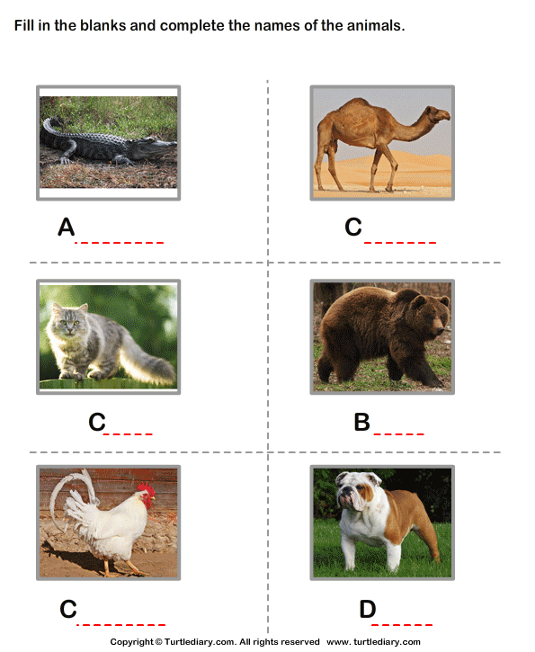 look at the pictures. write the names of these things and animals