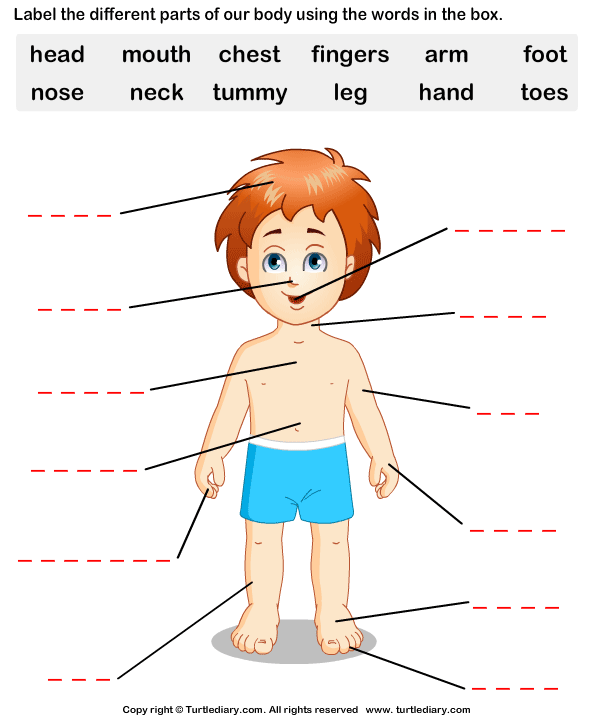 Body Parts Worksheet Pdf