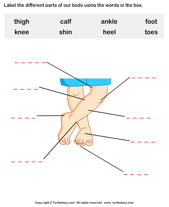 Label The Body Parts Worksheet 4 - Turtle Diary