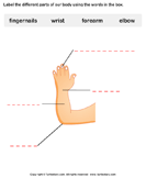 Label The Body Parts Worksheets - Kindergarten | Turtle Diary