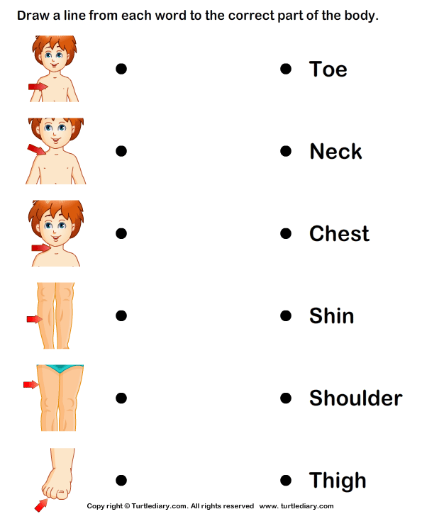 Body parts worksheet - Imagui
