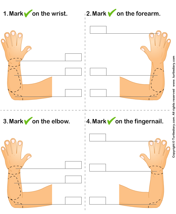 Identify Parts Of Human Hand Worksheet 4 - Turtle Diary