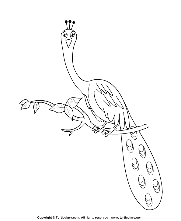 Peacock Coloring Page
