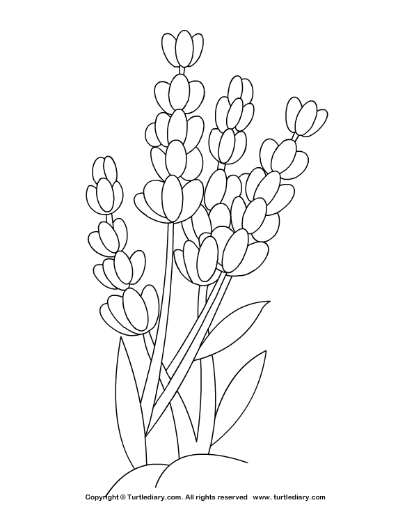 Lavender Coloring Sheet | Turtle Diary