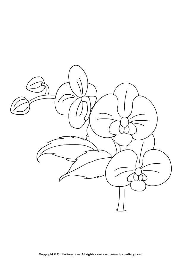 Orchid Coloring Sheet   Turtle Diary