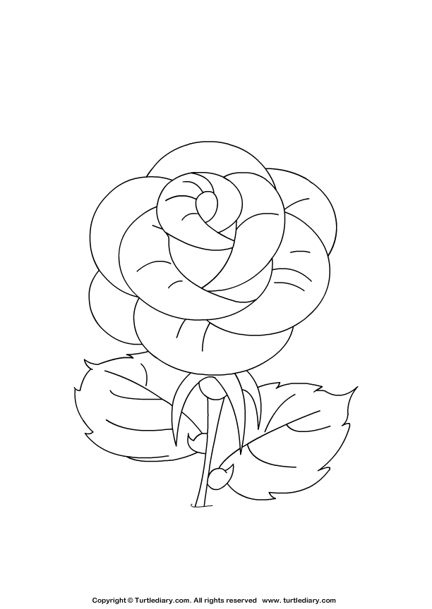 Download Rose Coloring Sheet | Turtle Diary