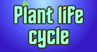 Plant Life Cycle - Plants - Second Grade