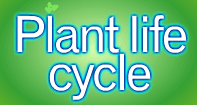 Plant Life Cycle - Plants - Third Grade