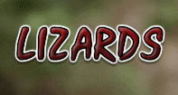 Lizards - Animals - First Grade