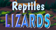 Reptiles Lizards Video