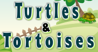 Turtles and Tortoises Video