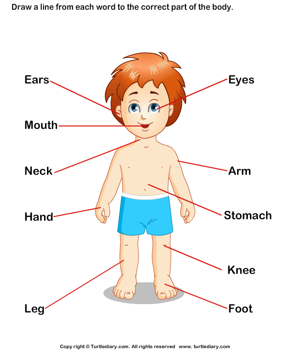 Gambar Body Parts Kids Worksheet Turtle Diary Label Answer Coloring 