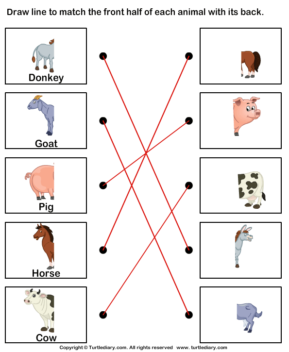 body parts of animals worksheets for grade 2 tawana info - animals body