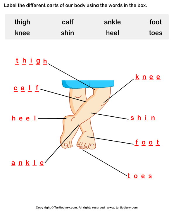 Body Diagrams Worksheet