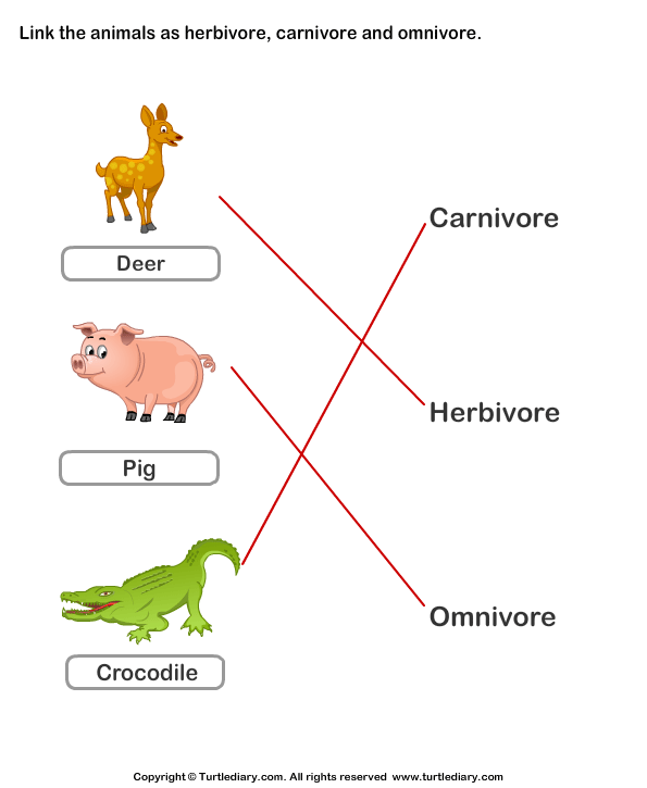 Carnivorous Herbivorous And Omnivorous Animals Worksheet Turtle Diary