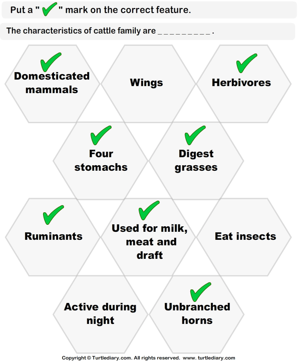 Cattle Characteristics Worksheet Turtle Diary